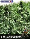 AFGHAN EXPRESS * POSITRONICS FEMINIZED   1 SEME