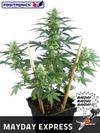 MAYDAY EXPRESS  * POSITRONICS FEMINIZED    1 SEME AUTO