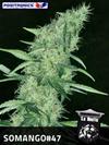 SOMANGO#47 * POSITRONICS FEMINIZED     1 SEME FEM  