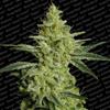 ALLKUSH * PARADISE SEEDS FEMINIZED - 10 SEMI