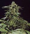 G13 X SKUNK * MR NICE NATURAL 15 SEMI REG 