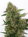 CHILL-OM * MANDALA SEEDS 10 SEMI REG 