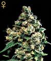 JACK HERER * GREEN HOUSE FEMINIZED   3 SEMI 