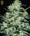 MOBY DICK * GREEN HOUSE FEMINIZED   5 SEMI 