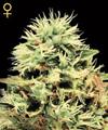SUPER BUD AUTO* GREEN HOUSE FEMINIZED   3 SEMI 