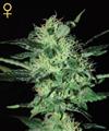 SUPER CRITICAL * GREEN HOUSE FEMINIZED   3 SEMI 
