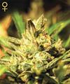 SUPER CRITICAL AUTO * GREEN HOUSE FEMINIZED   5 SEMI 