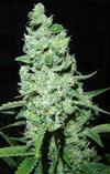 AK 47 * SERIOUS SEEDS   6 SEMI FEM