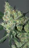 WHITE RUSSIAN  * SERIOUS SEEDS 6 SEMI FEM