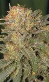 BUBBLE GUM * SERIOUS SEEDS   6 SEMI FEM