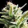 AMNESIA * VISION SEEDS  5 SEMI FEM