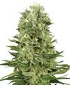 SKUNK #1 AUTOMATIC * SENSI WHITE LABEL - 1 SEME FEM