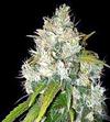 BLACK RUSSIAN * DELICIOUS SEEDS INDICA   3 SEMI FEM