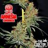 AMNESIA CORDOBESA * THE DOCTOR SEEDS  5 SEMI FEM 