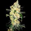 CHEESE SPECIAL * THE DOCTOR SEEDS  1 SEME FEM 