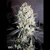 CRITICAL SPECIAL   * THE DOCTOR SEEDS  1 SEME FEM 