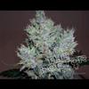 YUMBOLDT SPECIAL * THE DOCTOR SEEDS  1 SEME FEM 