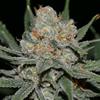 NEVIL  BILBO AUTO * GENEHTIK SEEDS  1 SEME FEM