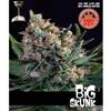 BIG SKUNK  * PURE SEEDS   5 SEMI FEM