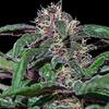 AYAHUASCA PURPLE * BARNEY'S FARM - 1 SEME FEM