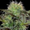 BAD AZZ KUSH * BARNEY'S FARM - 3 SEMI FEM