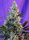 SWEET SKUNK AUTO * SWEET SEEDS FEMINIZED    3 SEMI 