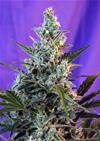 SWEET SKUNK F1  FAST VERSION * SWEET SEEDS FEMINIZED    5 SEMI 