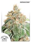 * DUTCH PASSION AUTO COLORADO COOKIES ® 1 SEME FEM.