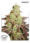 * DUTCH PASSION AUTO NIGHT QUEEN ® 3 SEMI FEM.
