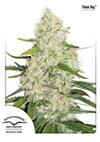 * DUTCH PASSION AUTO THINK BIG ® 3 SEMI FEM.