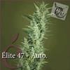 ELITE 47 AUTOFIORENTE * ELITE SEEDS 3 SEMI FEM 