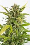 HAZE AUTOFLOWERING CBD * DINAFEM SEEDS - 1 SEME FEM