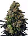 ACID DOUGH * RIPPER SEEDS   5 SEMI FEM 