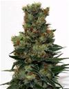 RIPPER BADAZZ * RIPPER SEEDS  12 SEMI REG