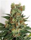 FUEL OG * RIPPER SEEDS   5 SEMI FEM 