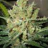 PURE POWER PLANT * NIRVANA FEMINIZED   3 SEMI