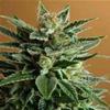 SNOW WHITE * NIRVANA FEMINIZED   3 SEMI 