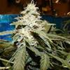 AUTO SHORT RIDER * NIRVANA FEMINIZED   3 SEMI