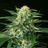 GIPSY WIDOW * EXOTIC SEEDS  3 SEMI FEM 