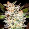 DELICIOUS CANDY AUTO * DELICIOUS SEEDS   1 SEME FEM