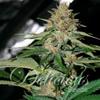 DELICIOUS CANDY  * DELICIOUS SEEDS INDICA   7 SEMI REG