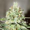 JÄGG KUSH  * DELICIOUS SEEDS SATIVA   3 SEMI FEM