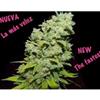 PSICOTROPIC * BIOHAZARD SEEDS   3 SEMI FEM 