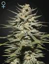 SUPER LEMON HAZE  CBD* GREEN HOUSE FEMINIZED   1 SEME 