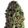 BUDZILLA * HEAVYWEIGHT SEEDS   3 SEMI FEM