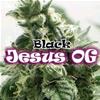 BLACK JESUS OG  * DR UNDERGROUND 4 SEMI FEM 