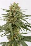 AMNESIA CBD * DINAFEM SEEDS - 5 SEMI FEM