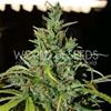 NEVILLE HAZE RYDER  AUTO * WORLD OF SEEDS   3 SEMI FEM