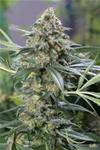 OG KUSH CBD * DINAFEM SEEDS - 1 SEME FEM