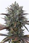 PURPLE ORANGE CBD * DINAFEM SEEDS - 1 SEME FEM